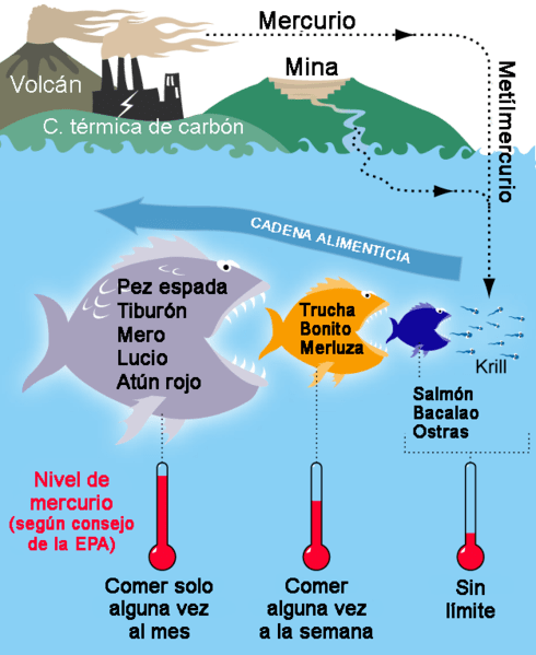 Infografía de mercurio en peces